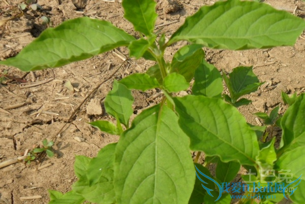 中药牛膝 中药牛膝