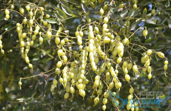 槐角的功效与作用