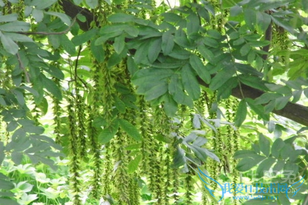 槐角的功效与作用