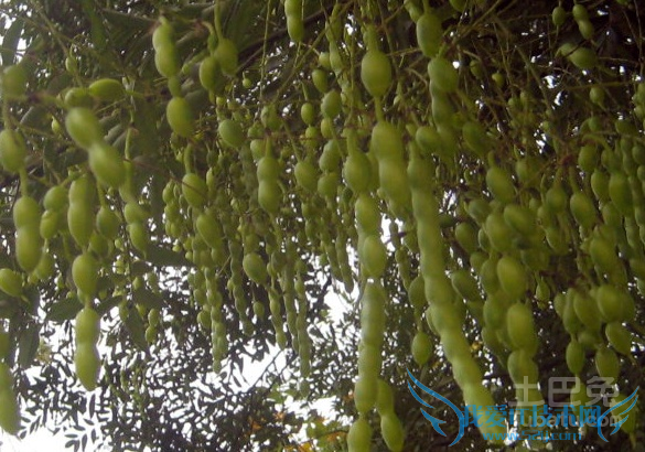 槐角的功效与作用