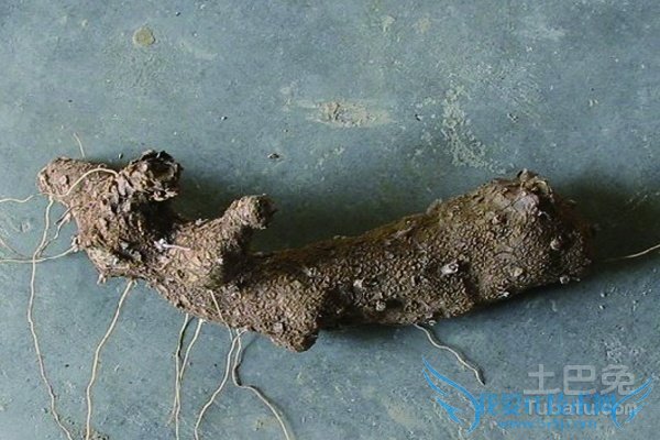 穿地龙的功效与作用