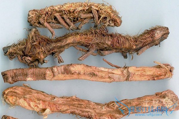 穿地龙的功效与作用