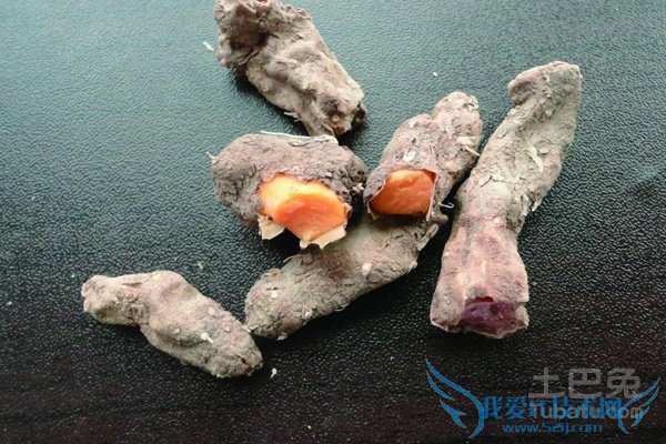 穿地龙的功效与作用 穿地龙的功效与作用