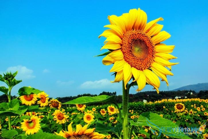 向日葵花期