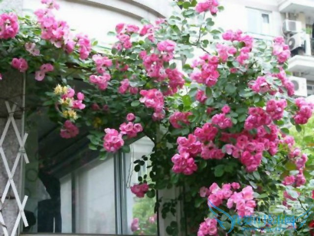 何氏凤仙的养殖方法 何氏凤仙的养殖方法