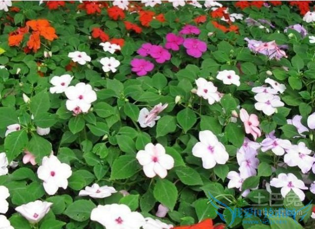 何氏凤仙的养殖方法 何氏凤仙的养殖方法