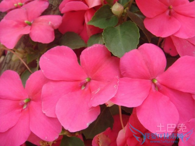 何氏凤仙的养殖方法 何氏凤仙的养殖方法