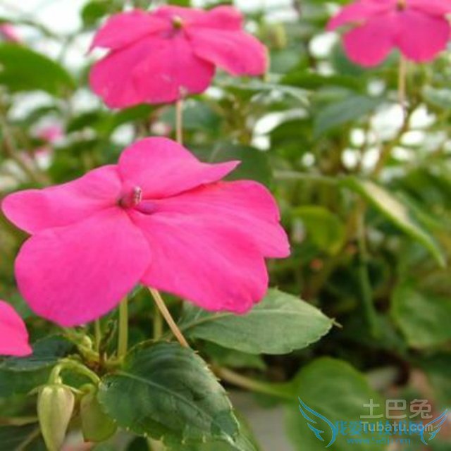 何氏凤仙的养殖方法 何氏凤仙的养殖方法