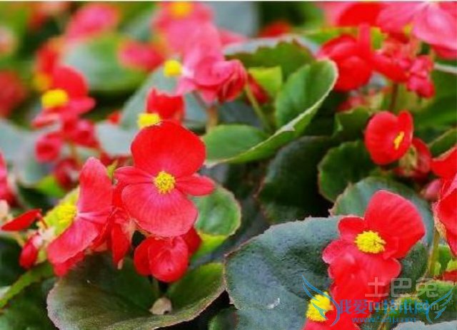 何氏凤仙的养殖方法 何氏凤仙的养殖方法