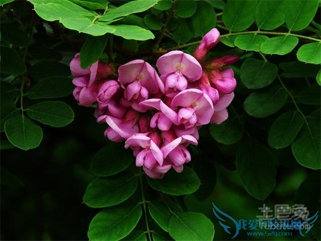 刺槐树的药用价值