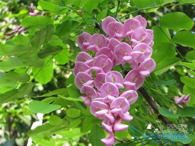 刺槐树的药用价值