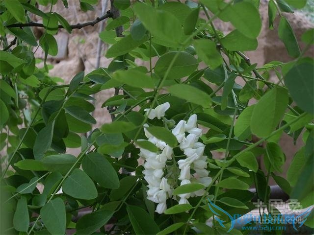 刺槐树的药用价值