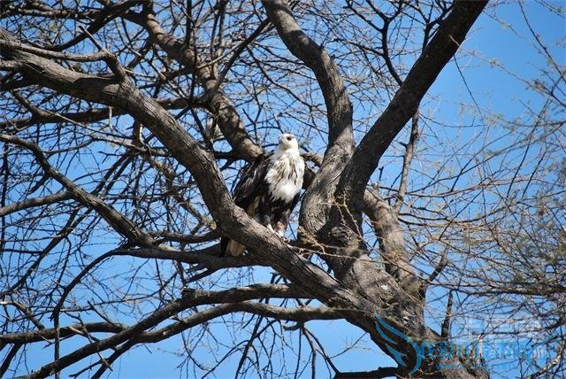 刺槐树的药用价值