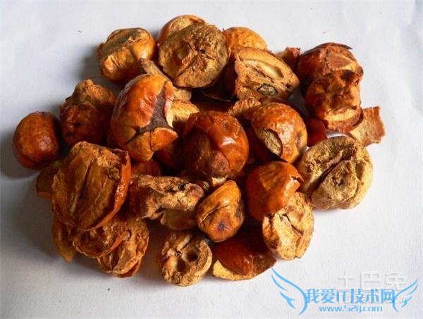 川楝子的功效与作用及食用方法 川楝子的功效与作用及食用方法