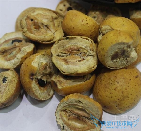 川楝子的功效与作用及食用方法 川楝子的功效与作用及食用方法