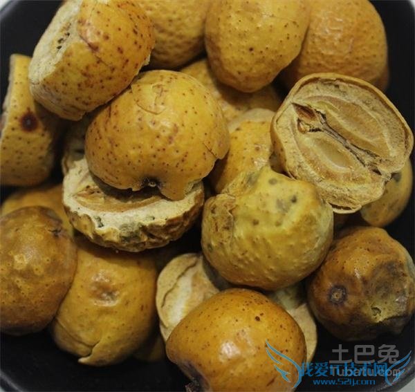 川楝子的功效与作用及食用方法 川楝子的功效与作用及食用方法