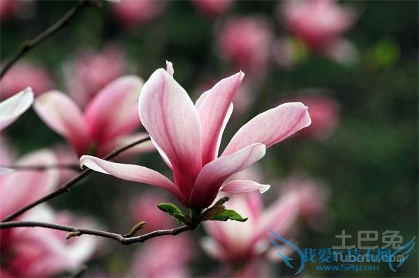 红玉兰种植 红玉兰种植