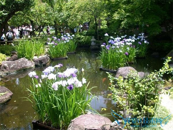 红玉兰种植 红玉兰种植