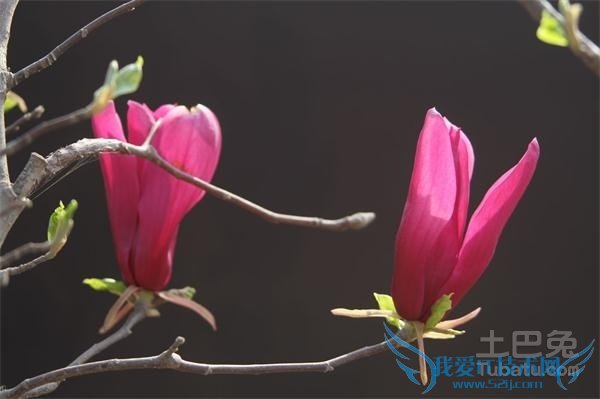 红玉兰种植 红玉兰种植