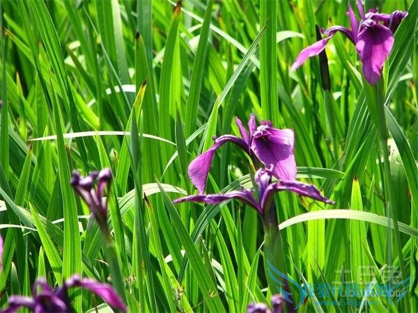 红玉兰种植 红玉兰种植