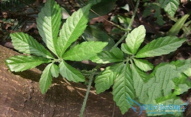 绞股蓝茶的功效与作用 绞股蓝茶的副作用与泡法