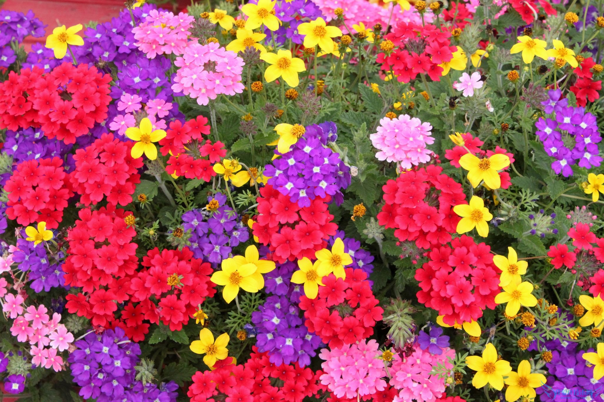 美女樱的养殖方法 达人养殖经验总结