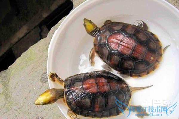 金头闭壳龟图片