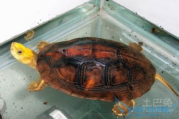 金头闭壳龟图片