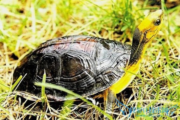 金头闭壳龟图片