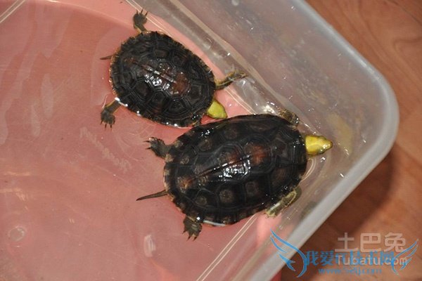 金头闭壳龟图片