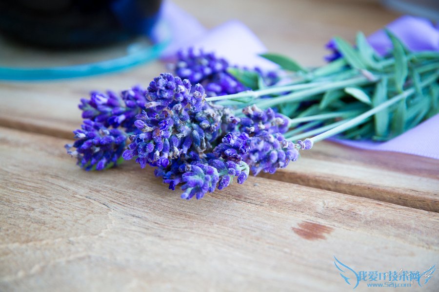 薰衣草的种植方法 快看花农的养殖经验总结