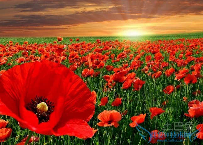 虞美人花期 虞美人花期