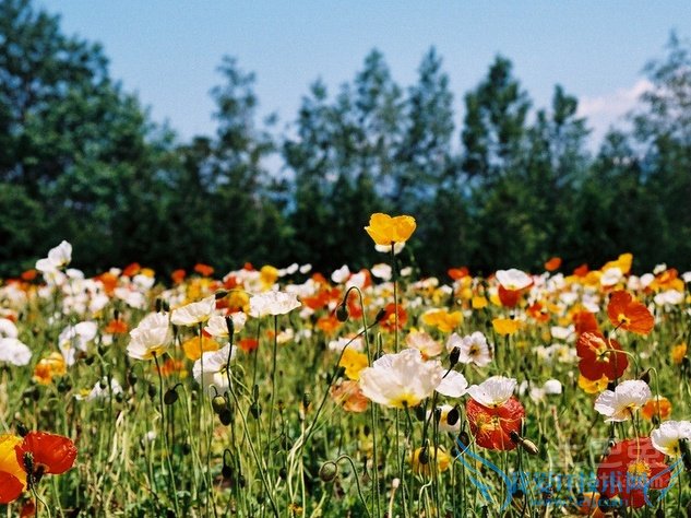 虞美人花期 虞美人花期