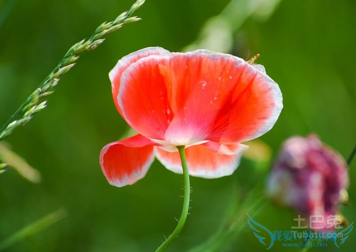 虞美人花期 虞美人花期