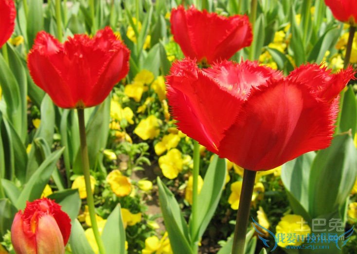 虞美人花期 虞美人花期