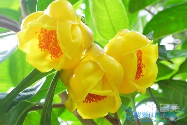 金茶花种植 金茶花种植