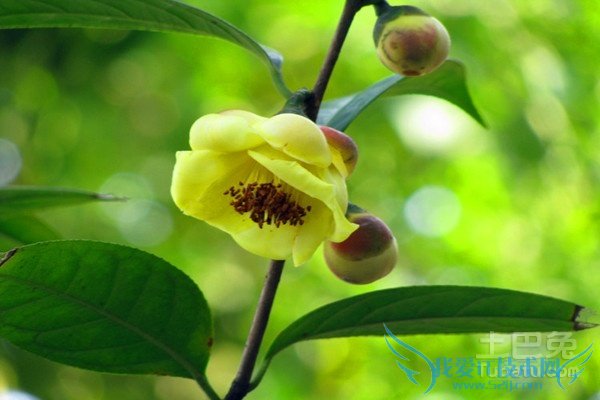 金茶花种植 金茶花种植