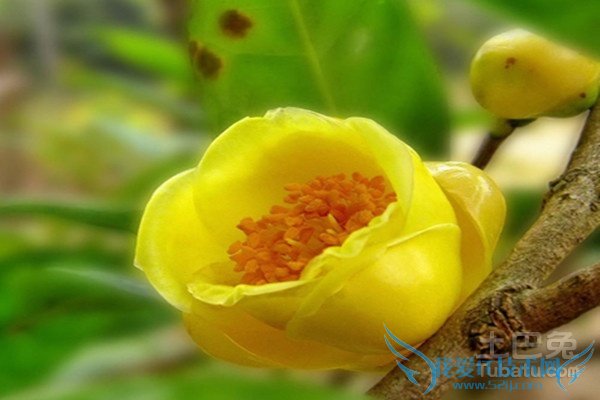 金茶花种植 金茶花种植