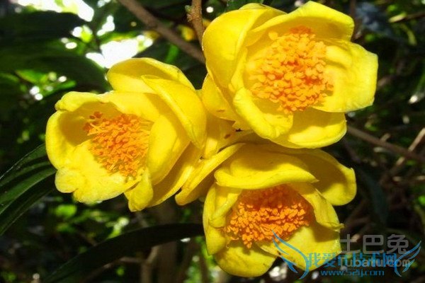 金茶花种植 金茶花种植