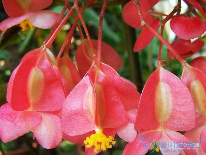 竹节海棠图片 竹节海棠的养殖方法和注意事项