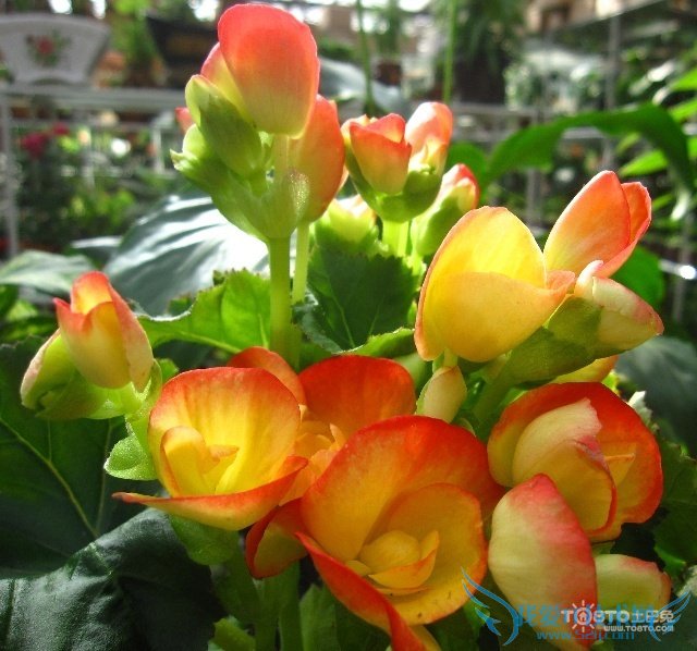 竹节海棠图片 竹节海棠的养殖方法和注意事项