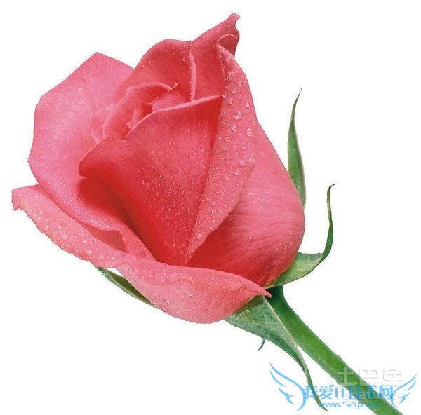 玫瑰花种植技术 玫瑰花种植技术