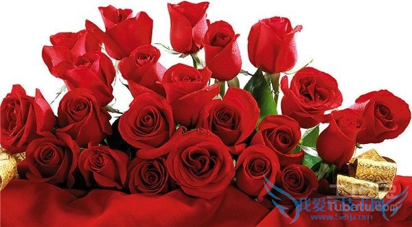 玫瑰花种植技术 玫瑰花种植技术