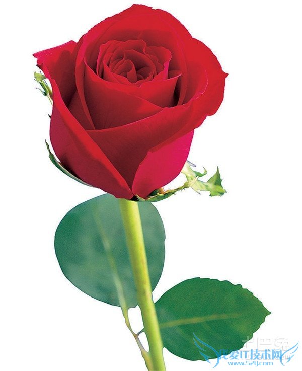 玫瑰花种植技术 玫瑰花种植技术