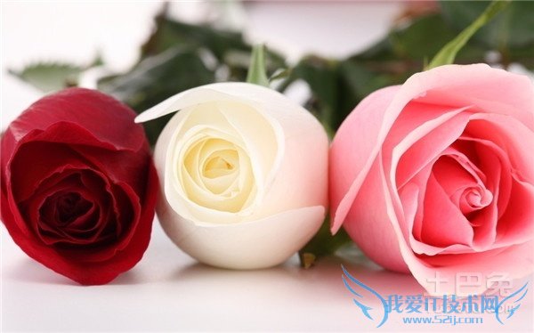 玫瑰花种植技术 玫瑰花种植技术