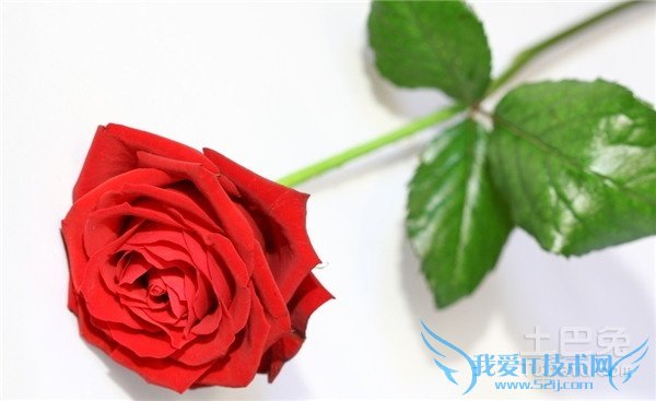 玫瑰花种植技术 玫瑰花种植技术