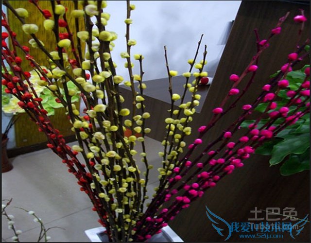 银柳的作用 银柳的作用