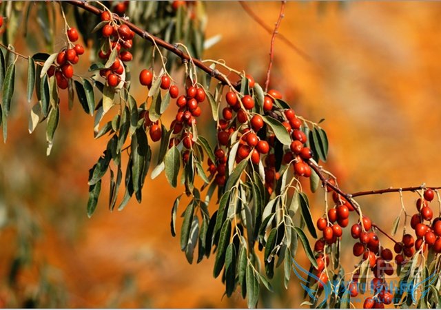 银柳的作用 银柳的作用