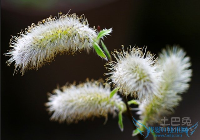 银柳的作用 银柳的作用