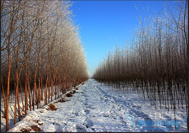 银柳的作用 银柳的作用